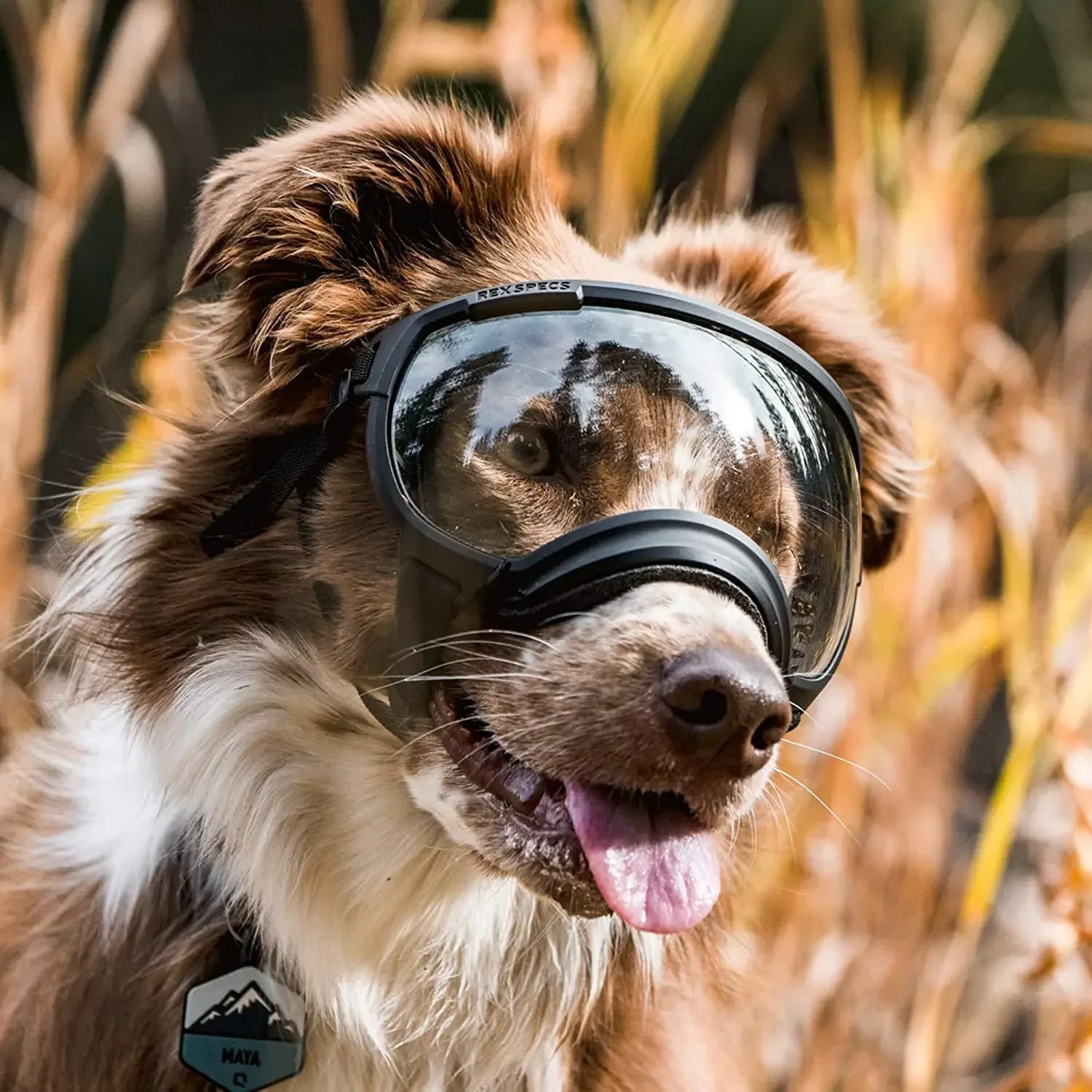 Lunettes de protection imperméables pour chien avec protection UV et sangles réglables