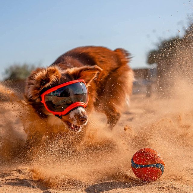 Lunettes de protection imperméables pour chien avec protection UV et sangles réglables