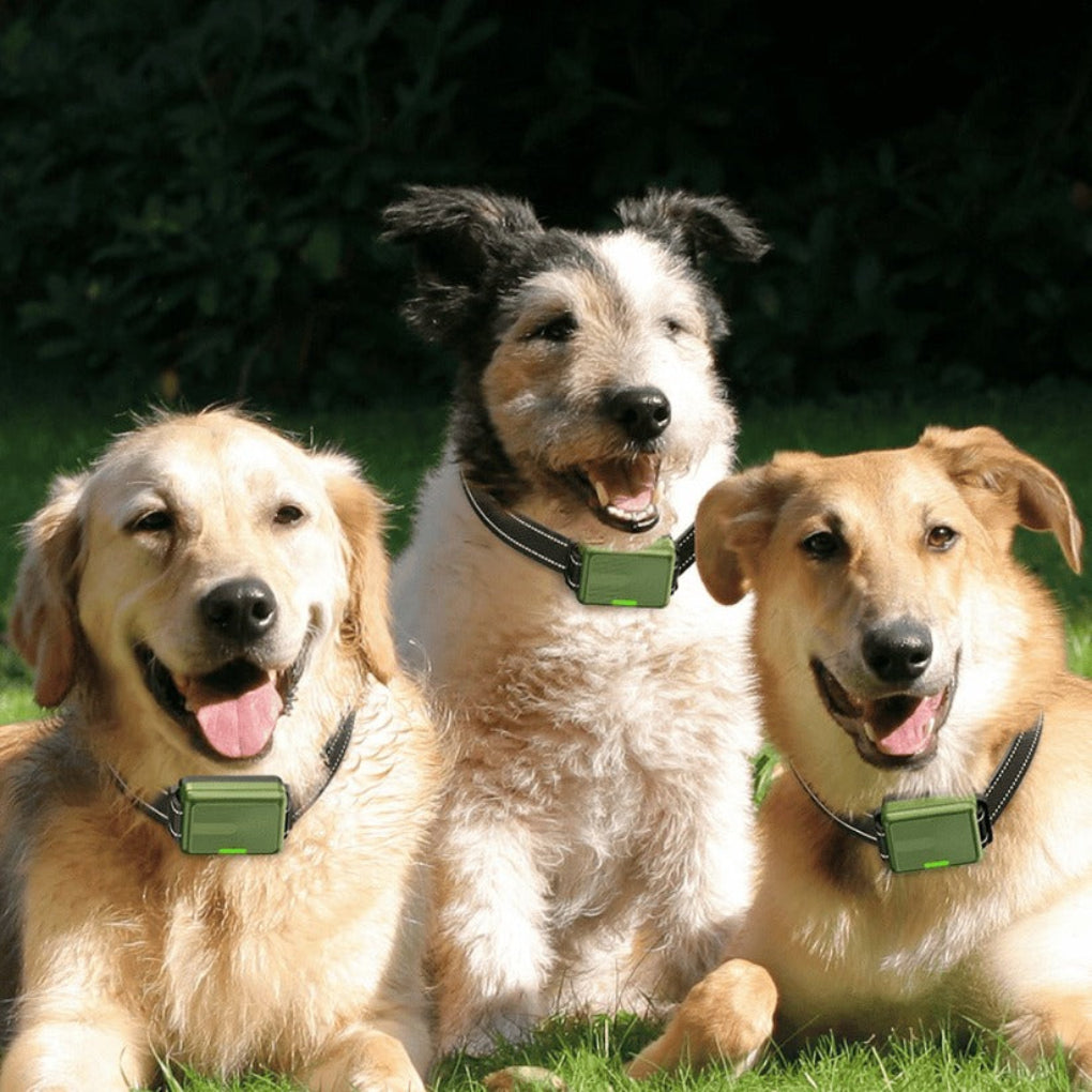 Fernbedienbares Hundetrainingshalsband mit einer Reichweite von 300m